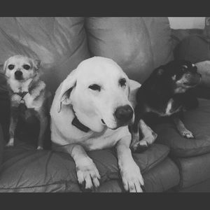 Meet your Posher, Totoni